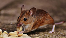 24 Hour & Emergency Exterminators in Woodland Hills, CA
